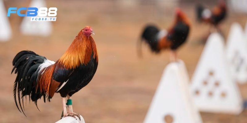 Tìm hiểu tổng quan về đá gà trực tuyến