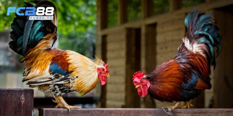 Một vài lưu ý khi tham gia đá gà FC88